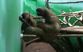 Sloth Practicing Air Piano - Animals - VIDEOTIME.COM