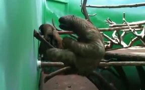 Sloth Practicing Air Piano - Animals - VIDEOTIME.COM