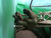 Sloth Practicing Air Piano