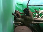 Sloth Practicing Air Piano