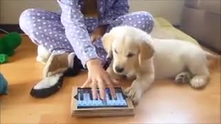 Doggy Doesn't Like Random Piano Playing