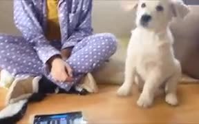 Doggy Doesn't Like Random Piano Playing - Animals - VIDEOTIME.COM