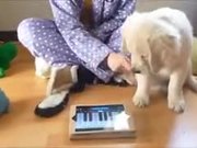Doggy Doesn't Like Random Piano Playing