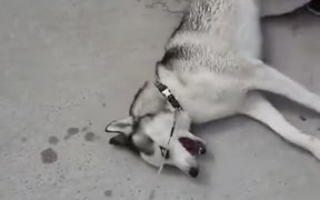 Husky Throwing A Tantrum Like A Baby - Animals - VIDEOTIME.COM