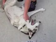Husky Throwing A Tantrum Like A Baby