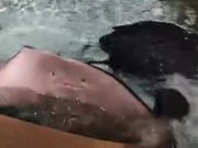 Weird Stingray In The Pool