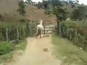 Smart Horse Know How To Open A Gate