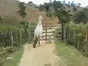 Smart Horse Know How To Open A Gate
