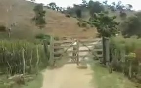 Smart Horse Know How To Open A Gate - Animals - VIDEOTIME.COM