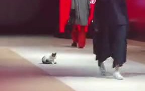 Cat Walking On The Ramp - Animals - VIDEOTIME.COM