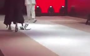 Cat Walking On The Ramp - Animals - VIDEOTIME.COM