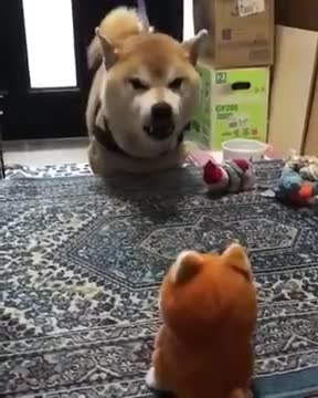 Puppy Conversation