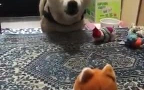 Puppy Conversation - Animals - VIDEOTIME.COM