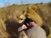 Have You Shoved A Tiger To Hug A Lion?