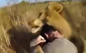 Have You Shoved A Tiger To Hug A Lion?