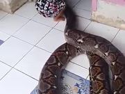 Snake Charmer In The Making