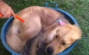 Tub Swim Time For Pupper - Animals - VIDEOTIME.COM