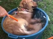 Tub Swim Time For Pupper