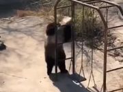 What A Flexible Bear