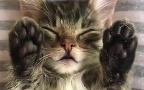 A Sleepy Cat With Upside Cute Toes! - Animals - VIDEOTIME.COM