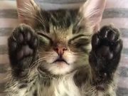 A Sleepy Cat With Upside Cute Toes!