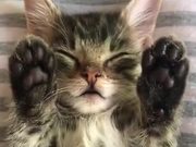 A Sleepy Cat With Upside Cute Toes!