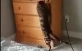 He Has Got Some Real Life Hide N Seek Experience! - Animals - VIDEOTIME.COM