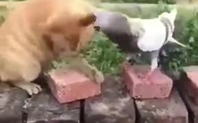 Story Of Every Sibling - Animals - VIDEOTIME.COM