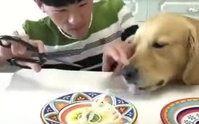 Meet The Hungriest Dog Of This Planet! - Animals - VIDEOTIME.COM