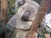 The Chubby Face Koala Is Here For You