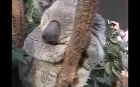 The Chubby Face Koala Is Here For You - Animals - VIDEOTIME.COM