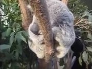 The Chubby Face Koala Is Here For You