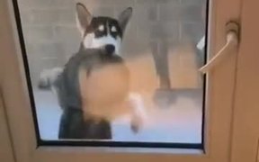Hungry Dog Dancing Funnily! - Animals - VIDEOTIME.COM