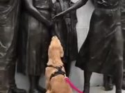 Doggo Wants Some Love!