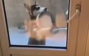 Hungry Dog Dancing Funnily! - Animals - VIDEOTIME.COM