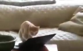 Aggressive Typing Cat! - Animals - VIDEOTIME.COM