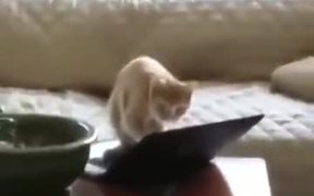 Aggressive Typing Cat!