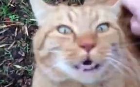 A Kitten From Contemporary Pop Culture - Animals - VIDEOTIME.COM