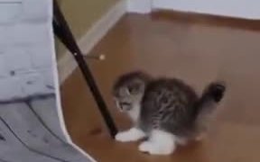 Wanna Cuddle With This Kitten Huh? - Animals - VIDEOTIME.COM