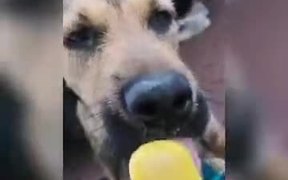 All He Needs In Life Is An Ice Cream - Animals - VIDEOTIME.COM
