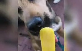 All He Needs In Life Is An Ice Cream - Animals - VIDEOTIME.COM