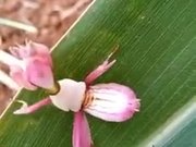 The Cutest Mantis