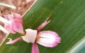 The Cutest Mantis - Animals - VIDEOTIME.COM