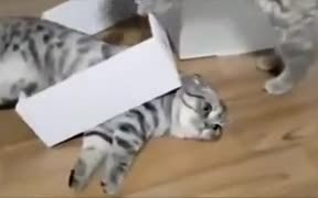 When Cute Cats Get Screwed - Animals - VIDEOTIME.COM
