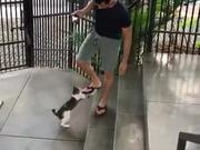 Encounter With A Playful Cat