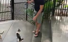 Encounter With A Playful Cat - Animals - VIDEOTIME.COM