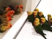 Angry Little Birdies Fight Too