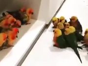 Angry Little Birdies Fight Too