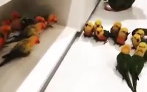 Angry Little Birdies Fight Too - Animals - VIDEOTIME.COM