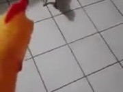 Getting Chased By A Chicken?